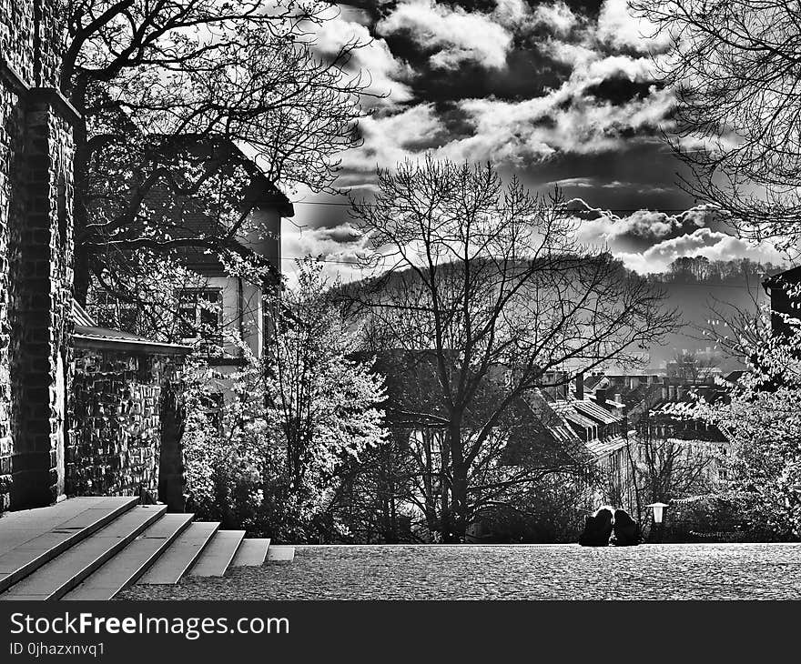 Black and White Photo of Trees