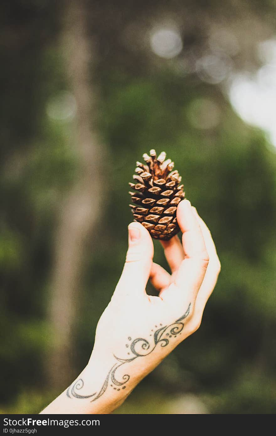 Person Holding Brown Pine Cone