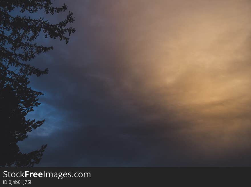 Silhouette of a Tree With Cloudy Sky Background