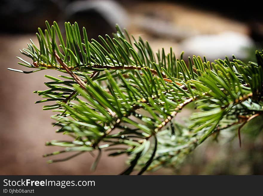 Pine Tree Leaves