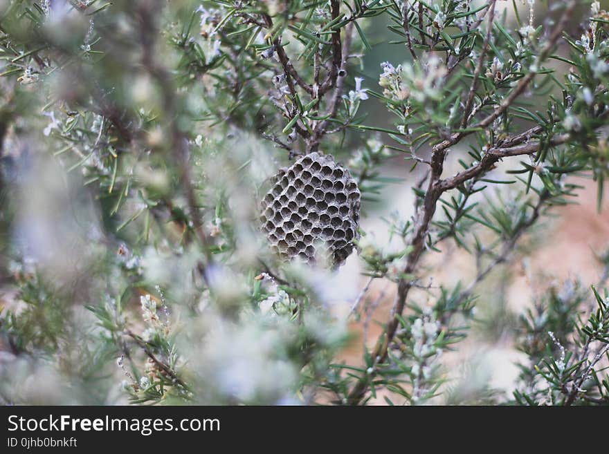 Shallow Focus of Brown Bee Hive on a Tree