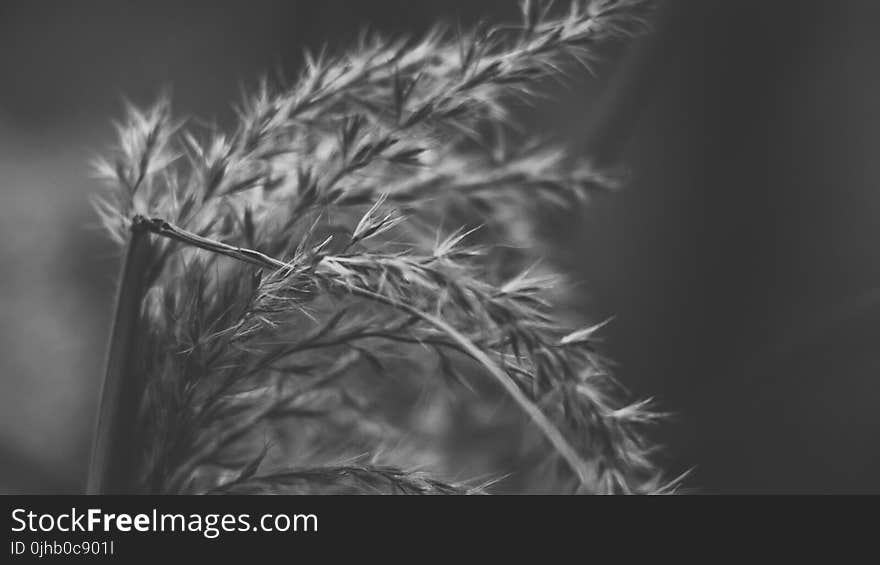 Wheat Stalk