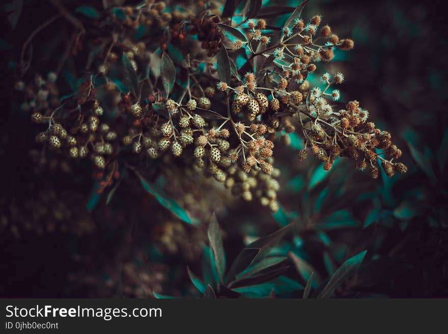 Close-up Photography of Clusters