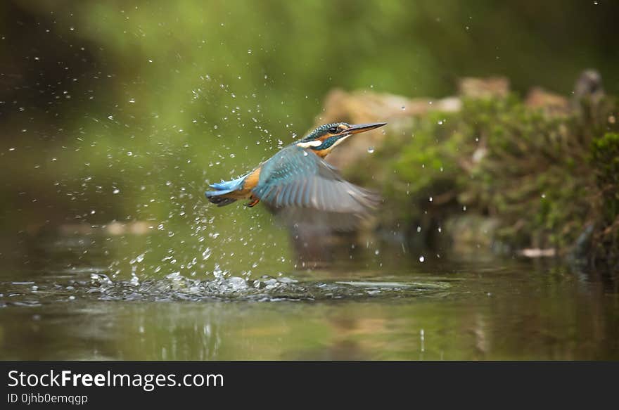 Photo of Common Kingfisher Flying Above River