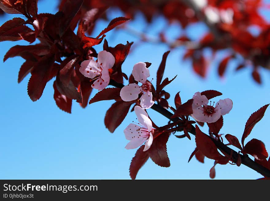 Pink Flowers on Tree Braches