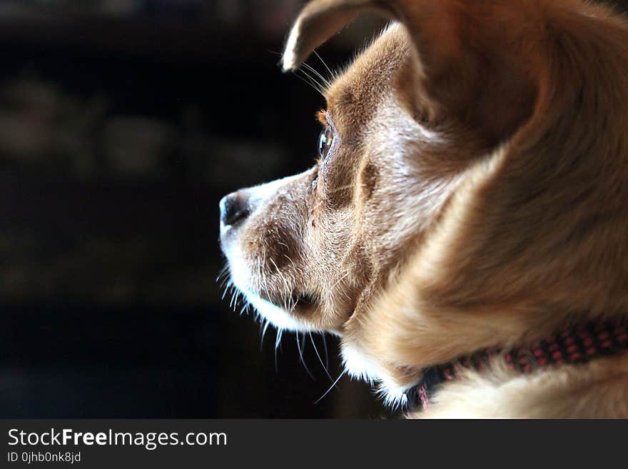 Closeup Photo of Short-coated Tan Dog