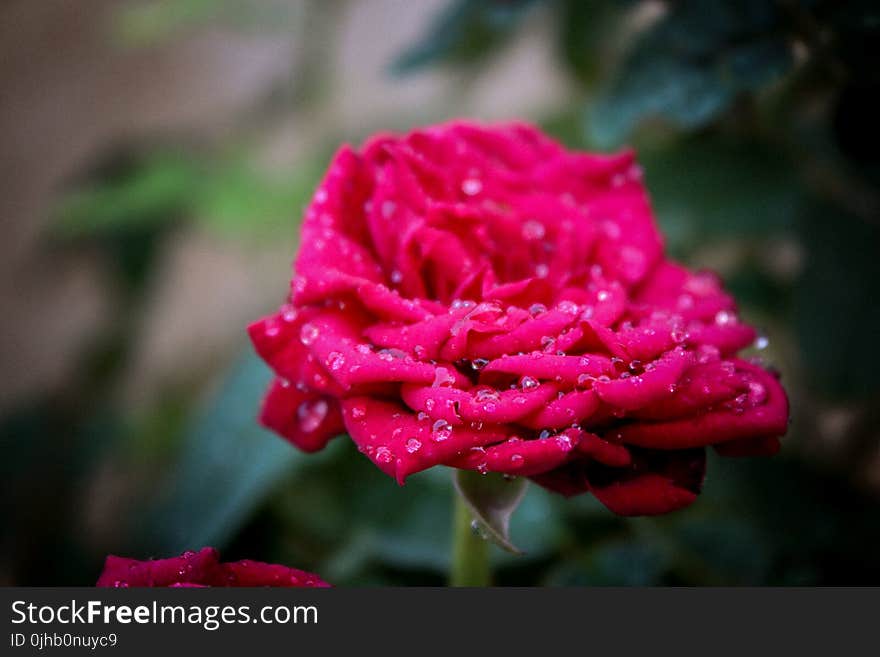 Selective Focus of Pink Rose Flower