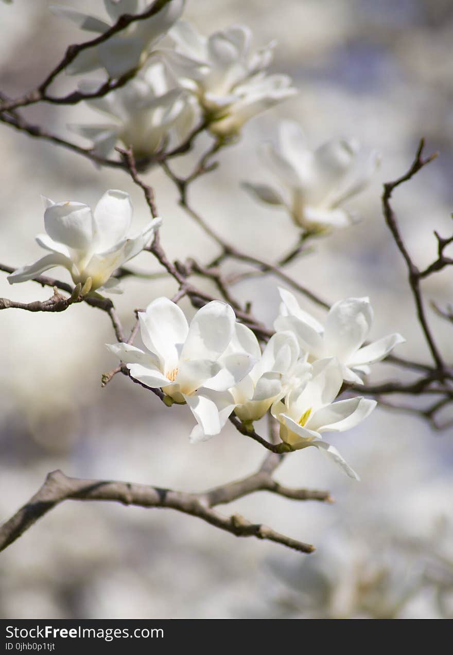 Selective Focus Photography of White Magnolia Flowers