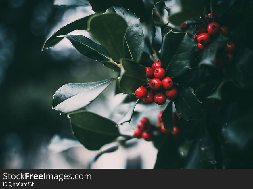 Round Red Fruit Photo