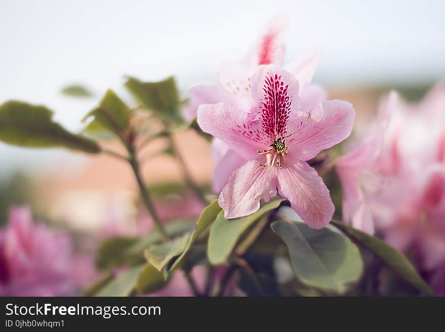 Close-up Photography of Pink Petaled Flowers