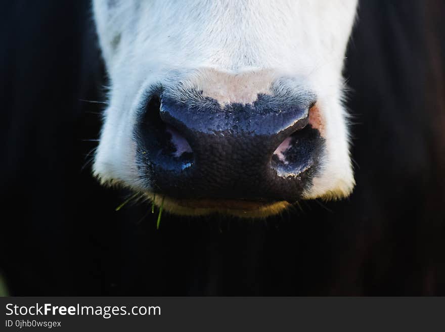 Close Up Photo of White and Black Animal