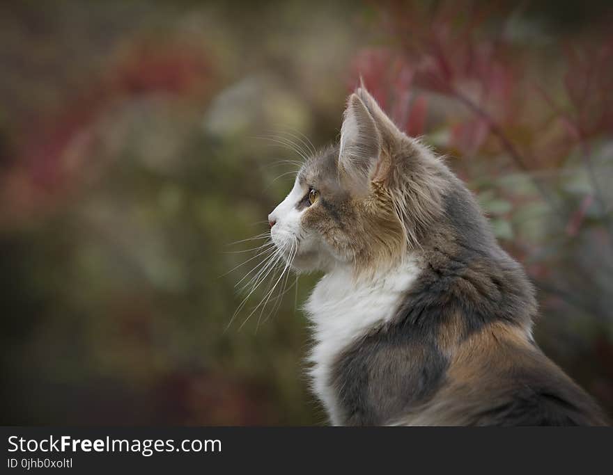 Close Up Photo of White and Brown Feline