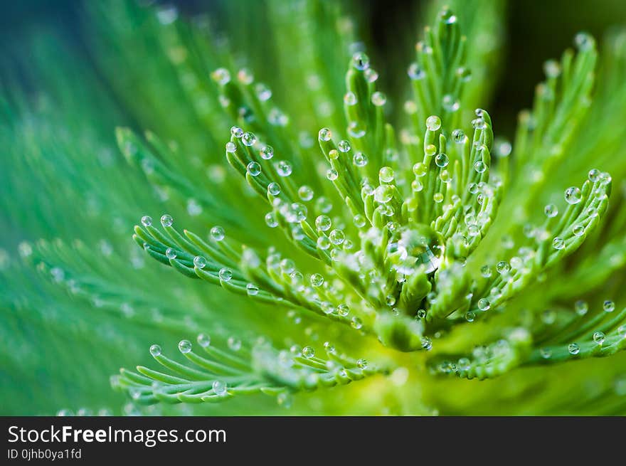 Water Droplets on Green Leaf Plant