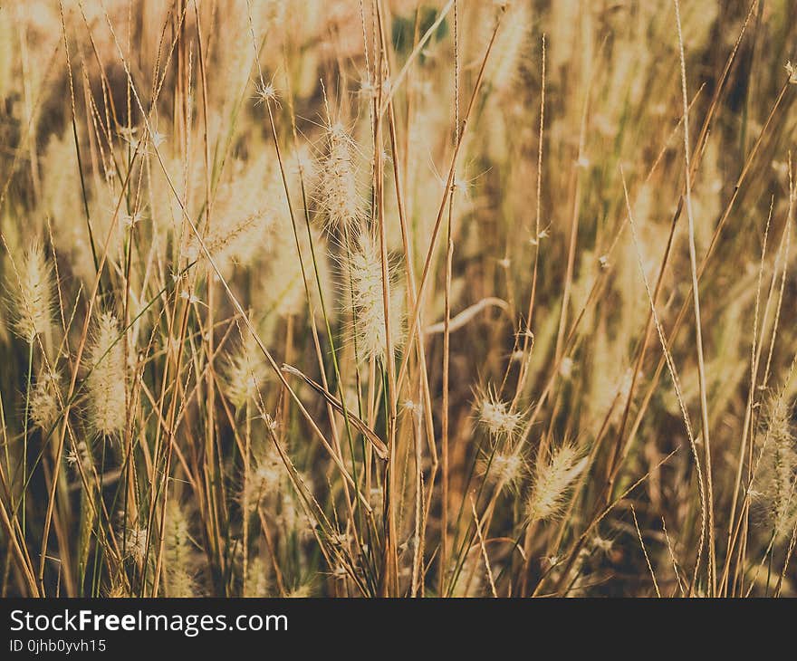 Dried Grass Field