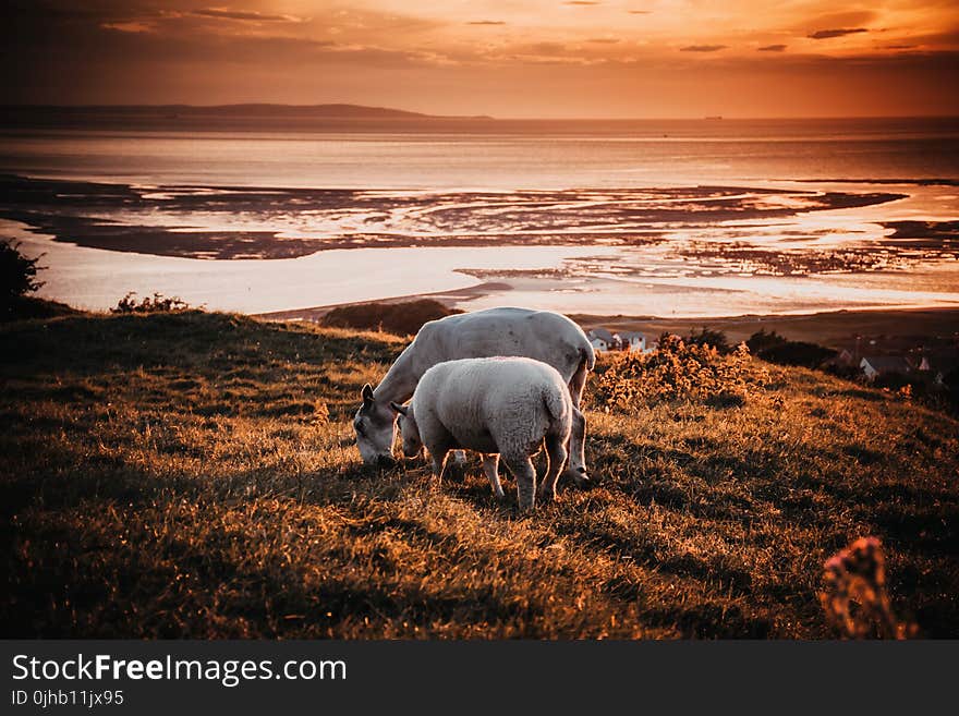 Two Animals on Field during Sunset