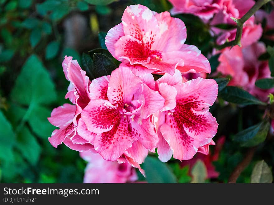 Close-up Photography of Pink Flowers