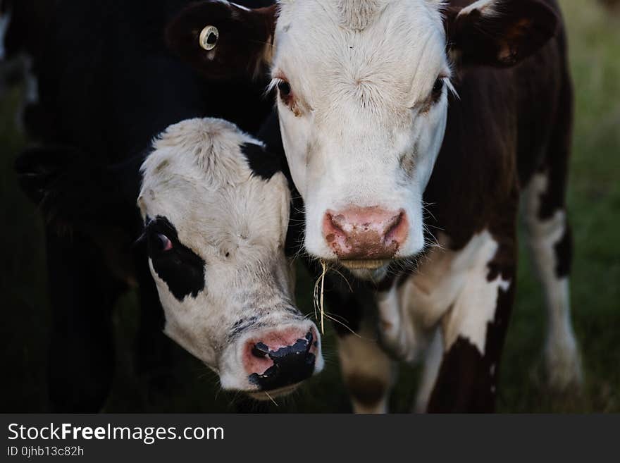 Close-up Photography of Cows