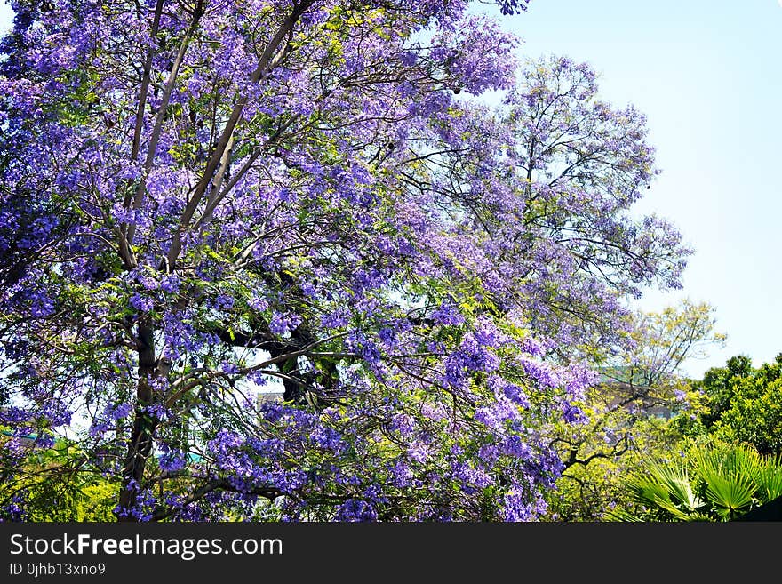 Purple Leaf Tree