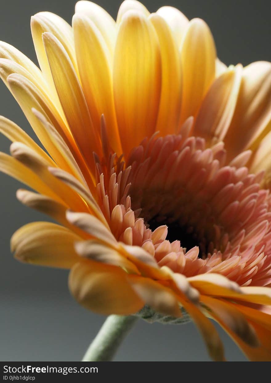 Macro Photography of Yellow Gerbera Flower