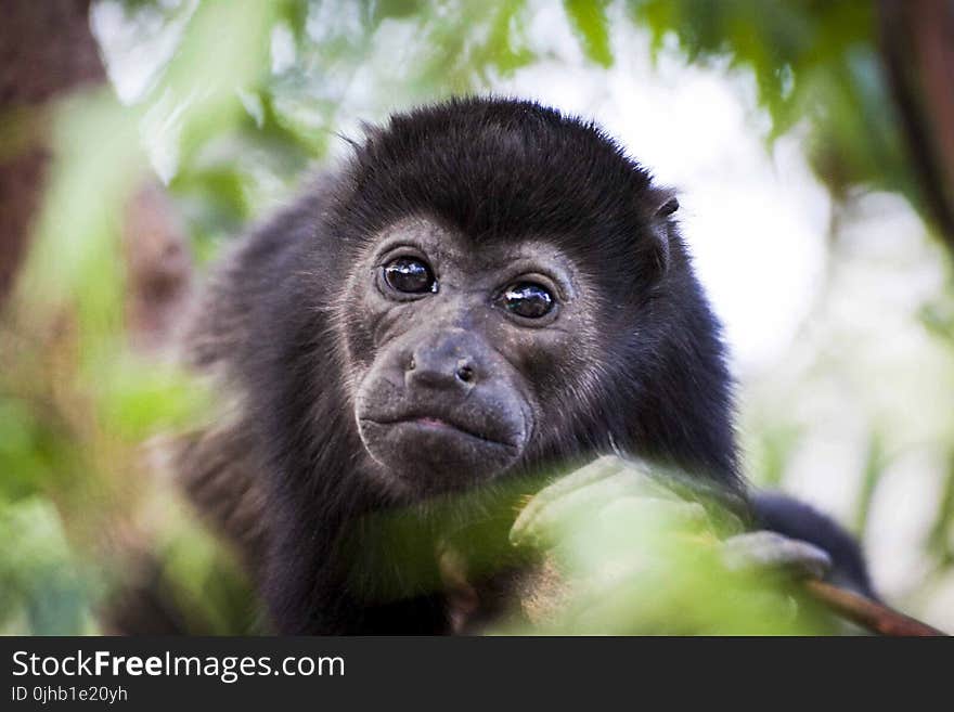 Photography Of Black Monkey