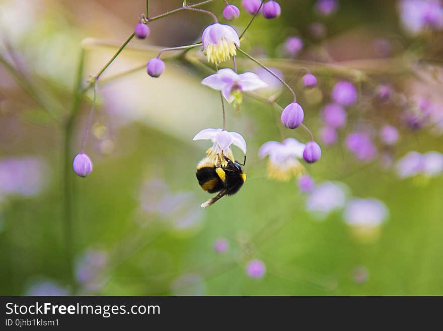 Close-up Photography of Honeybee