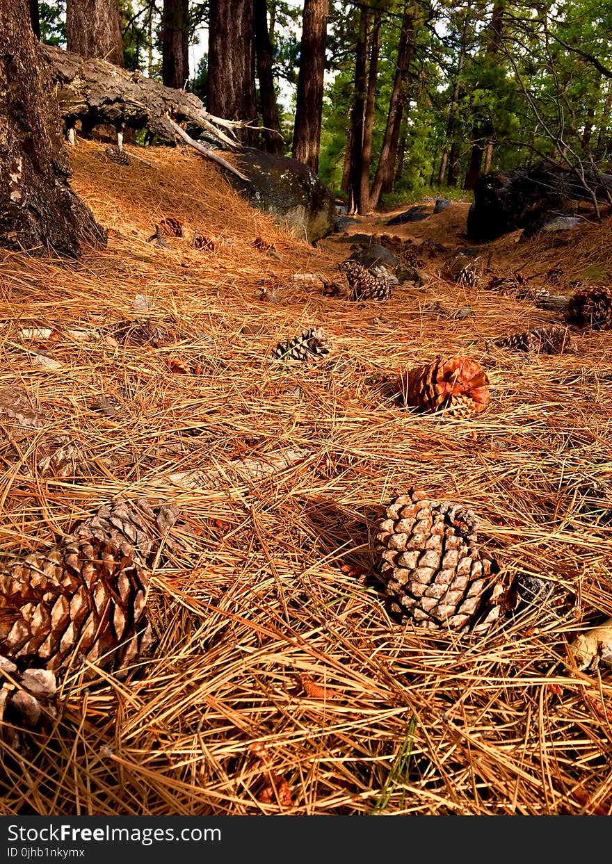 Photography of Pine Cones on Ground