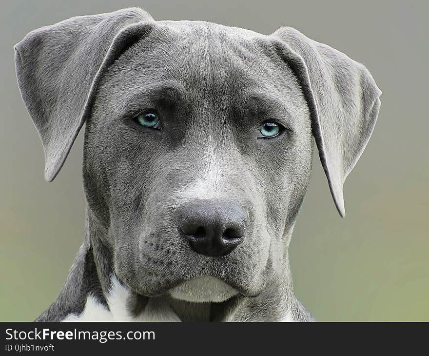 Close Up Photography of Adult Black and White Short Coat Dog