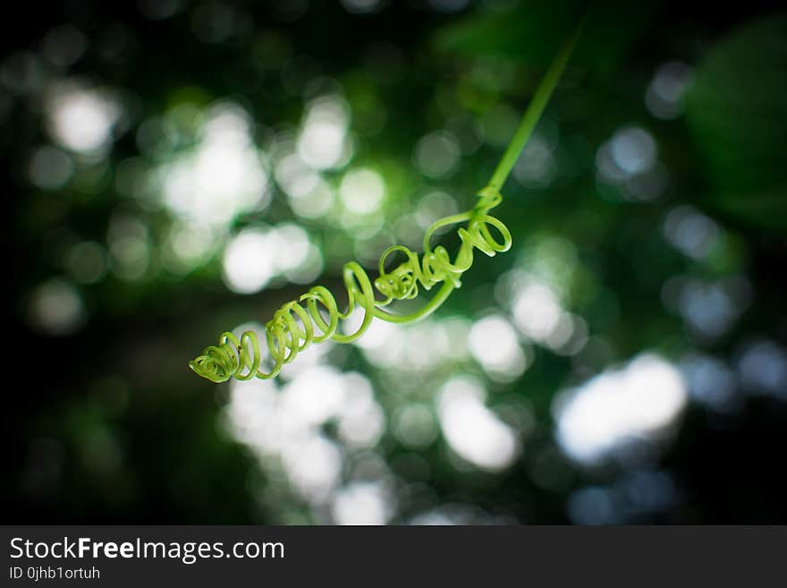 Shallow Focus Photography of Green Plant