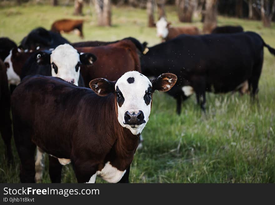 Photography of Cow