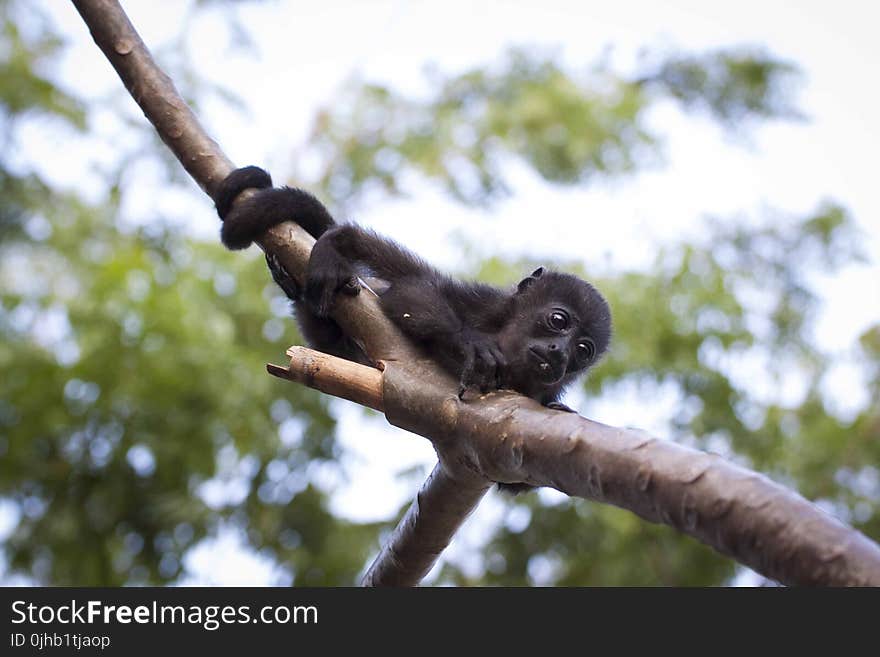 Black Monkey Hugging Tree Branch