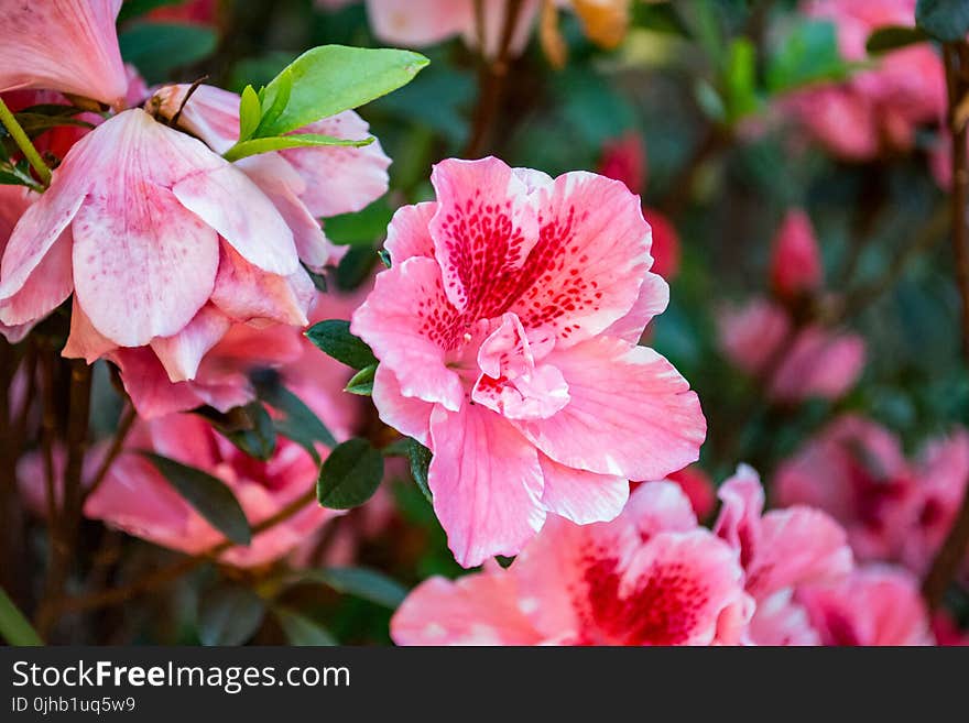 Close-Up Photography of Hibiscus Flowers