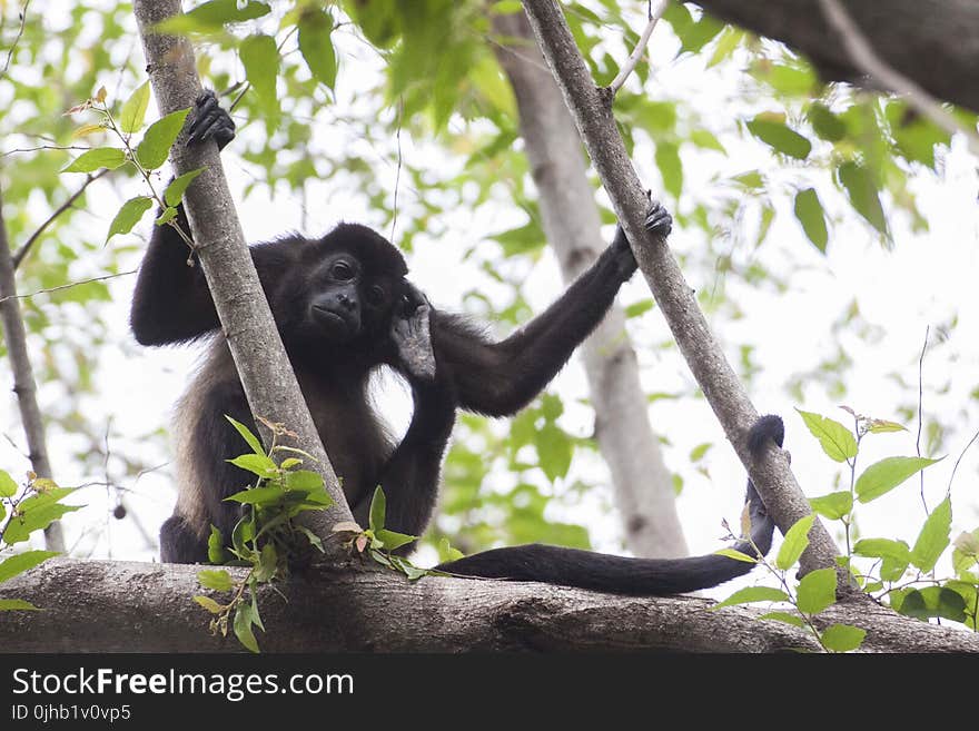 Black Primate Holding On Tree Branches
