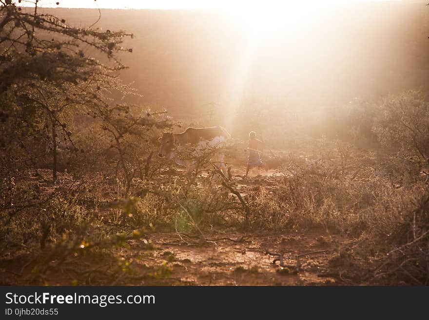 Photo of Man Chasing Cow on Forest