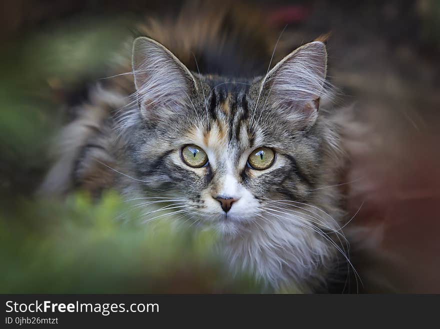 Selective Photo of White and Black Tabby Kitten