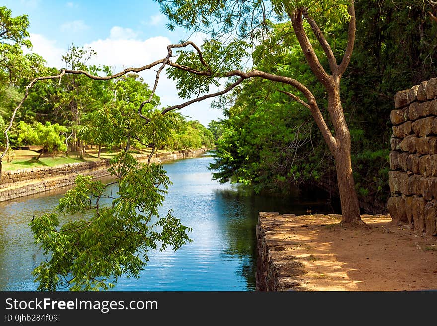 Photo of Green Leaf Tree Beside River