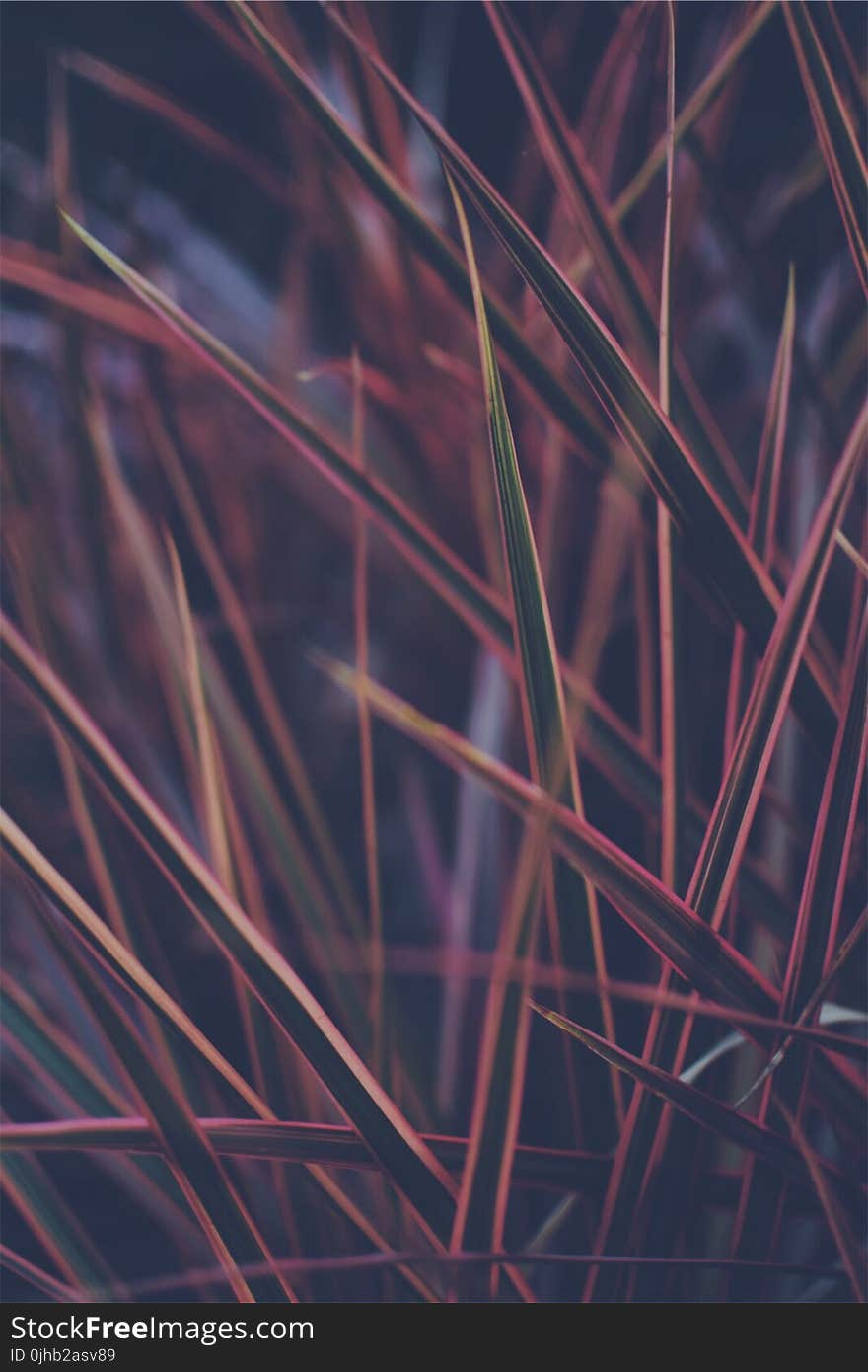 Close-up Photo of Green and Red Leaf Plant