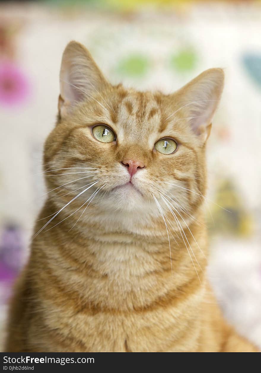 Brown Short Coated Cat