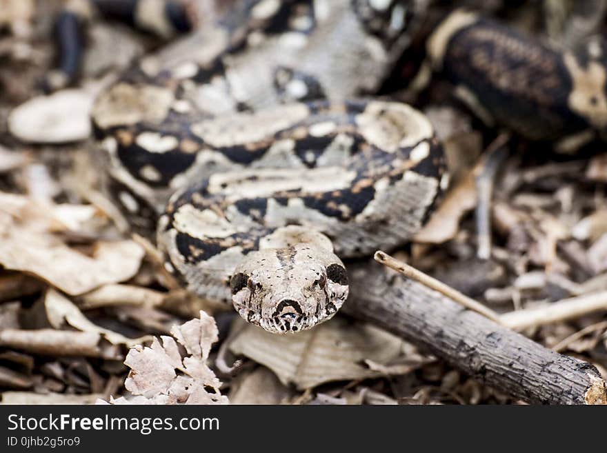 Shallow Focus Photography of Python