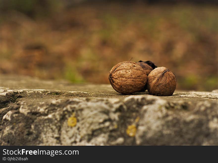 Close-Up Photography of Nuts on Ground