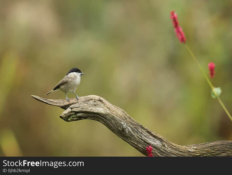 Shallow Focus Photography of Gray Bird on Brown Branch