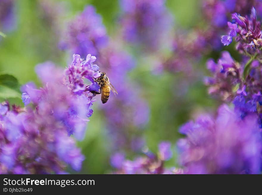 Selective Focus Photography of Honey Bee on Lavender