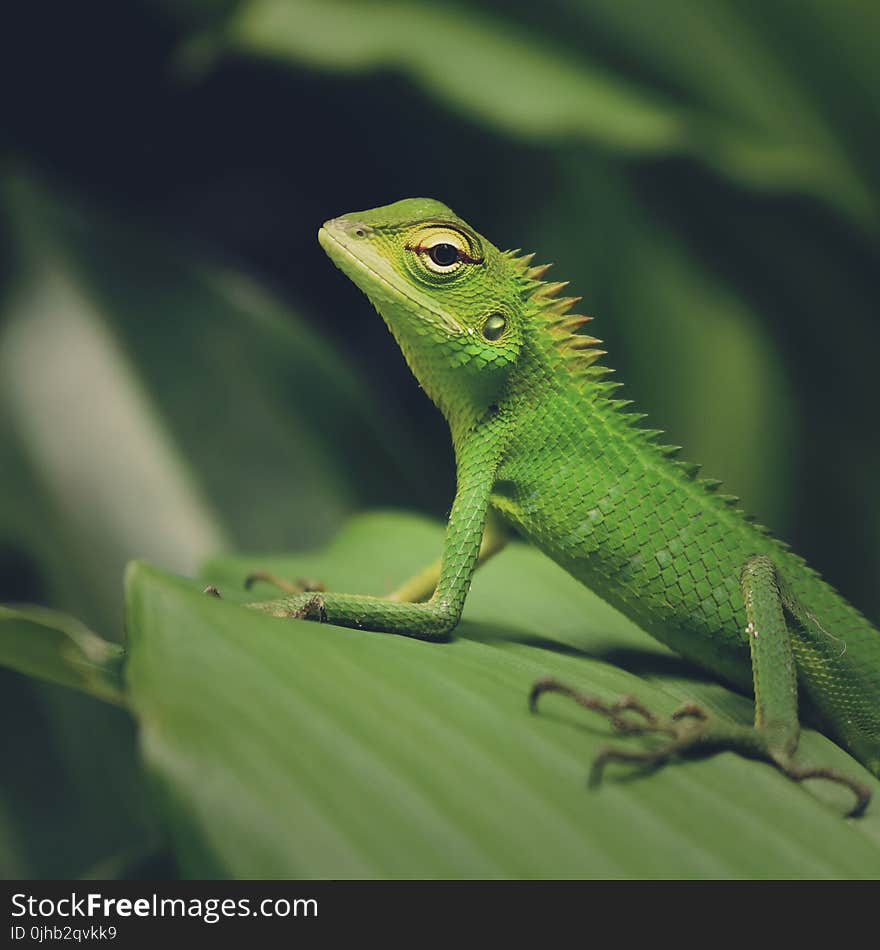 Macro Photography of Green Crested Lizard