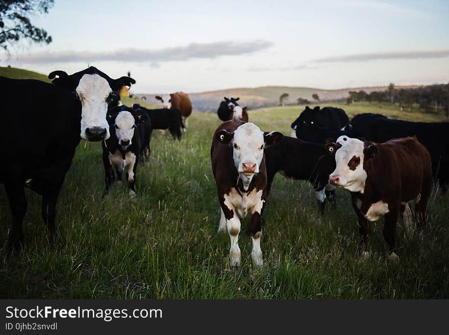 Close-up Photography of Cows