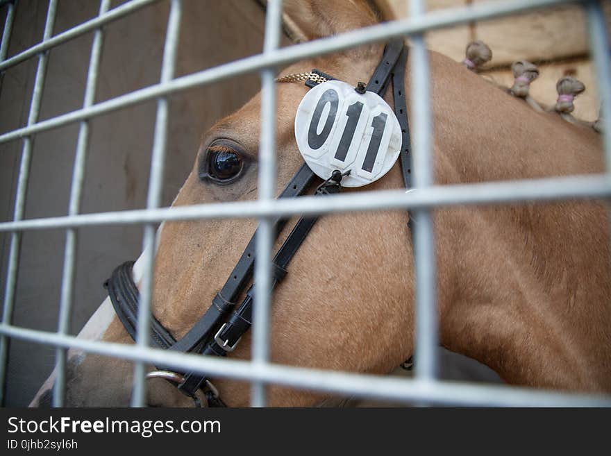 Close-up Photography of Horse