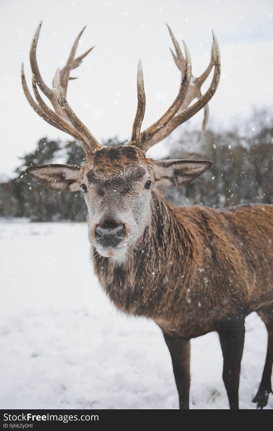 Brown Deer Standing on Snow