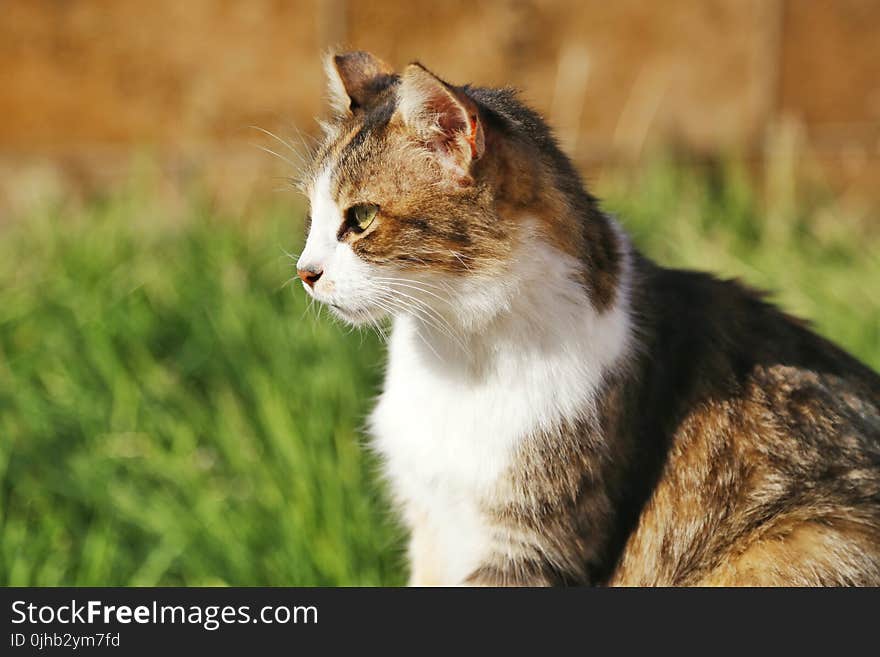 Photography of Brown and Black Cat