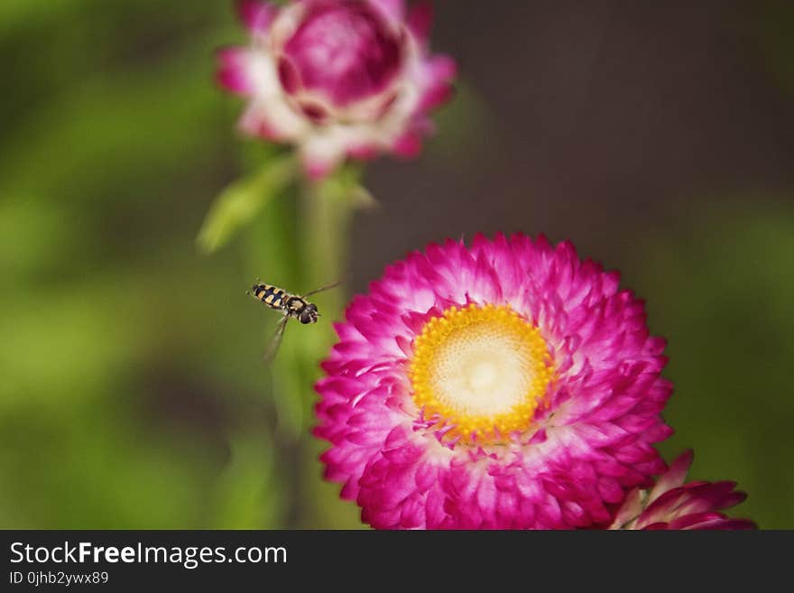 Close-up Photo of Insect Flying Towards the Flower