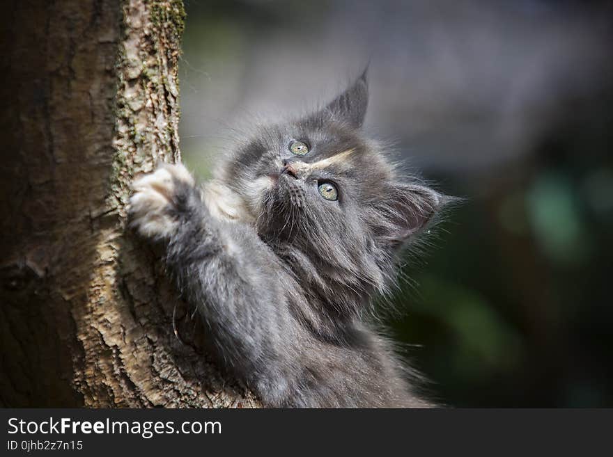 Gray Persian Cat