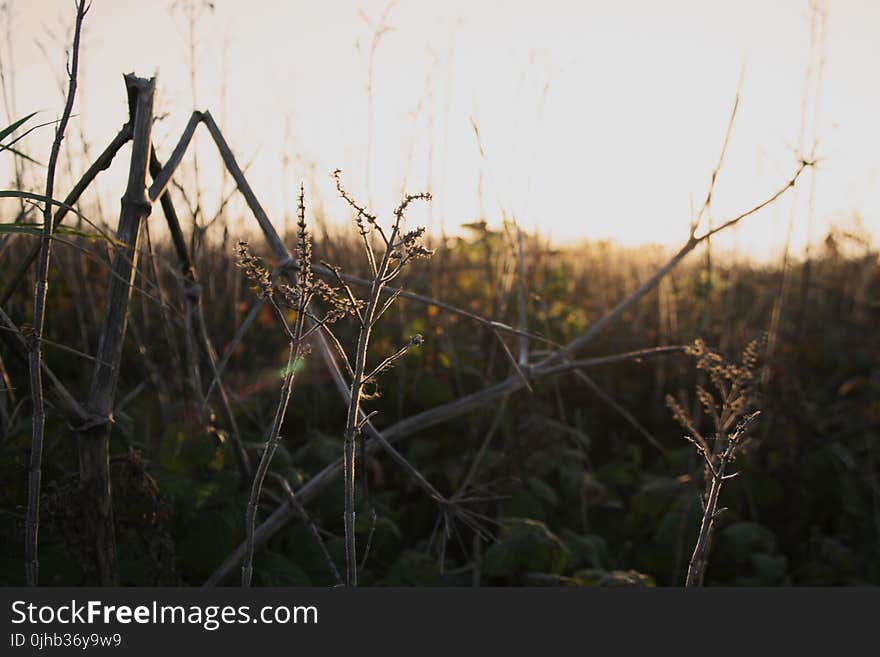 Brown Twigs During Golden Hour