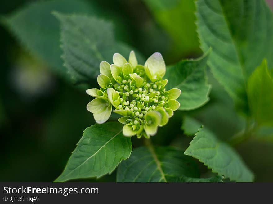 Close-up Photography of Plant